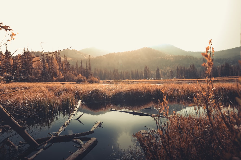 brown trees near lake during daytime