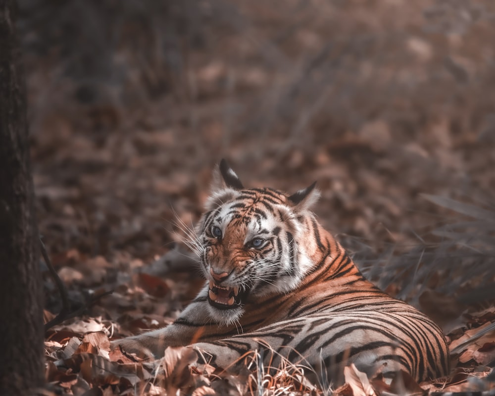 tiger lying on brown dried leaves
