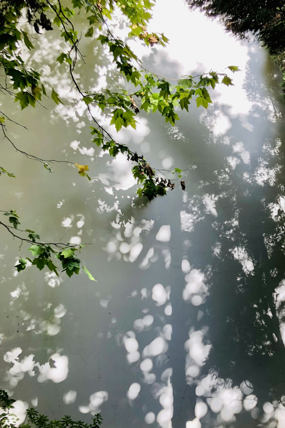 green leaves on body of water during daytime