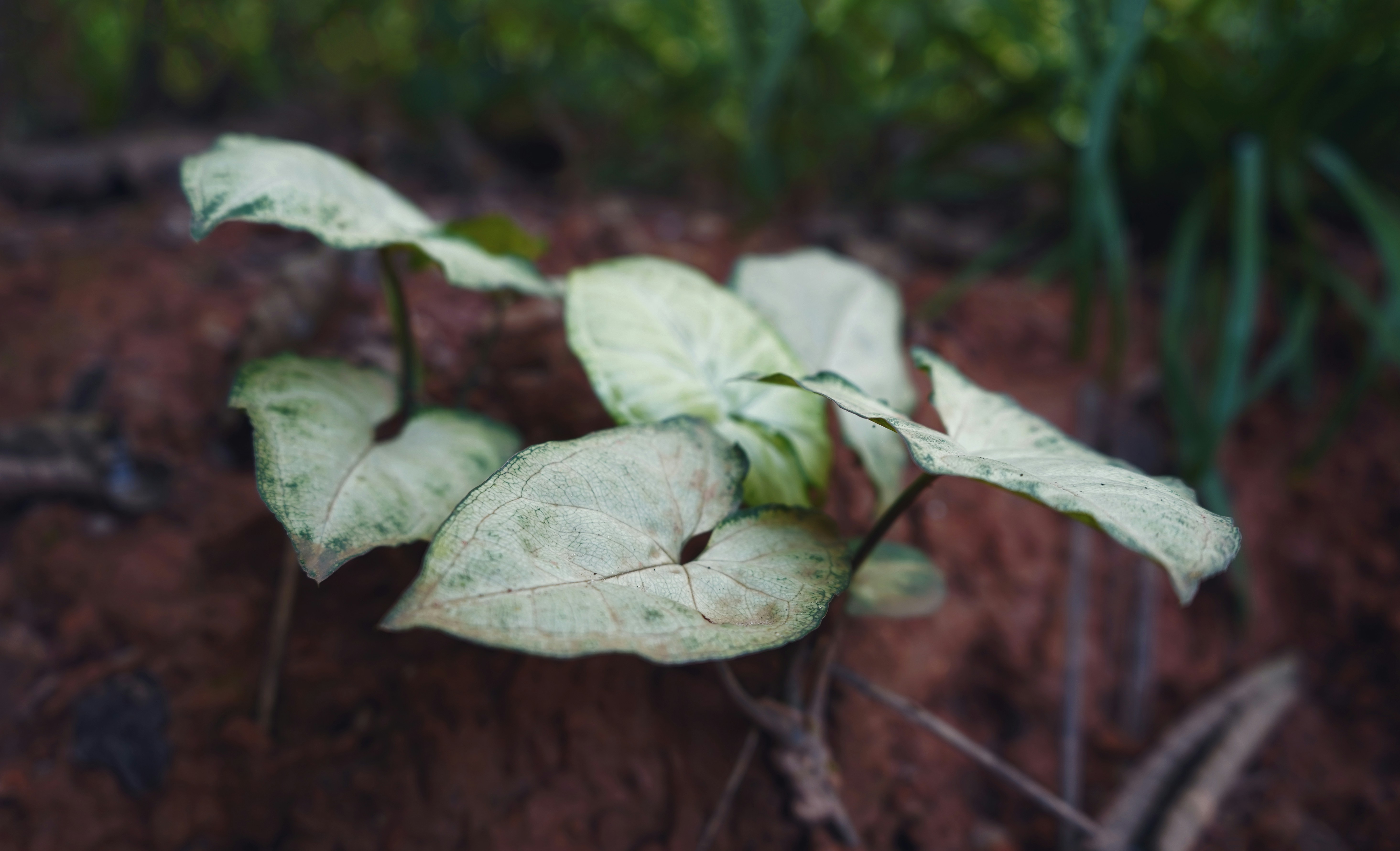 green leaf plant in close up photography