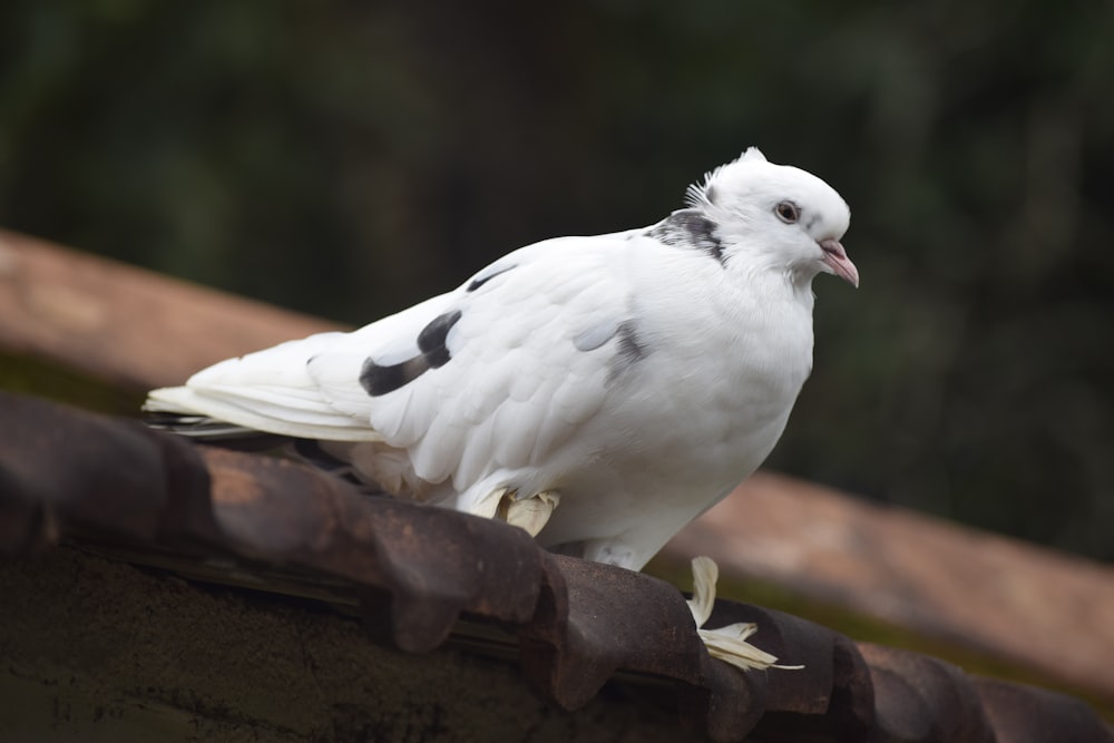 white bird on brown wooden surface