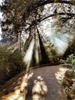 brown pathway between green trees during daytime