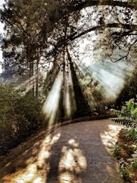 brown pathway between green trees during daytime