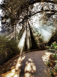 brown pathway between green trees during daytime