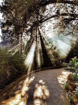 brown pathway between green trees during daytime