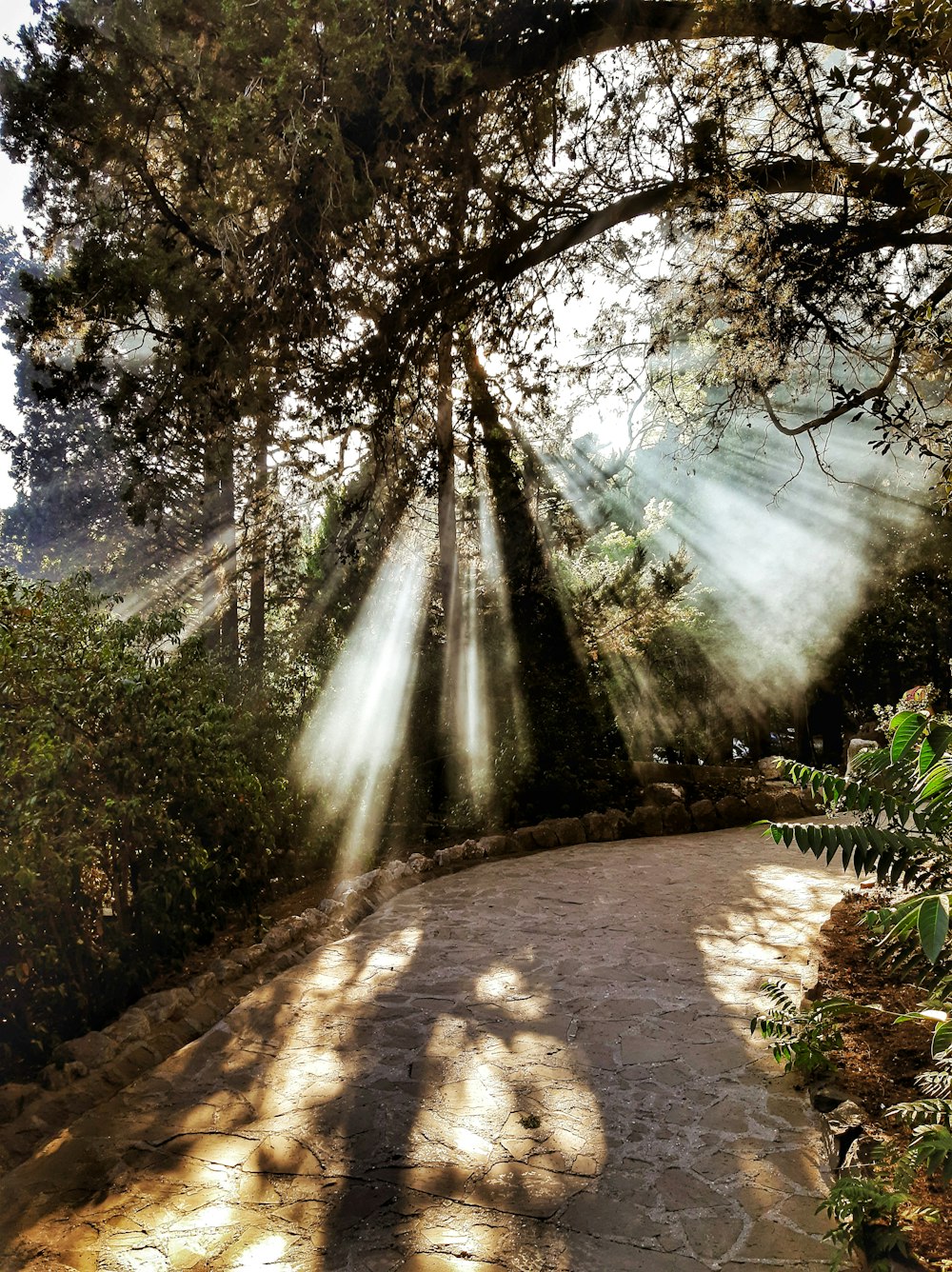 brown pathway between green trees during daytime