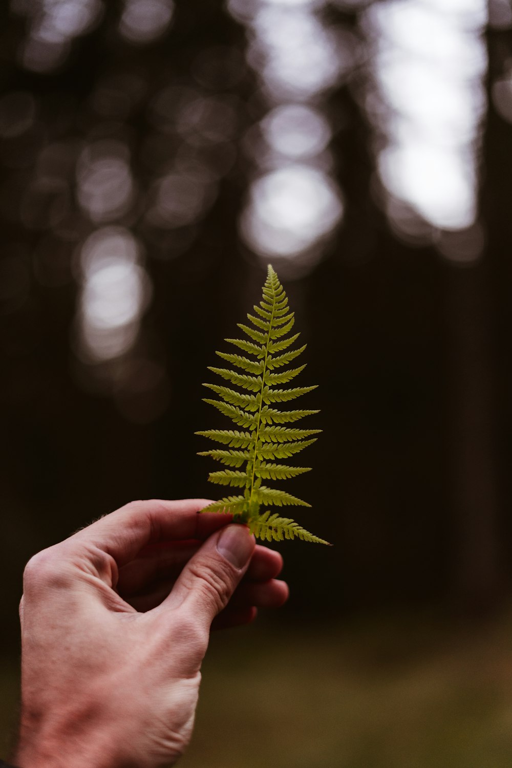 person holding green leaf in tilt shift lens