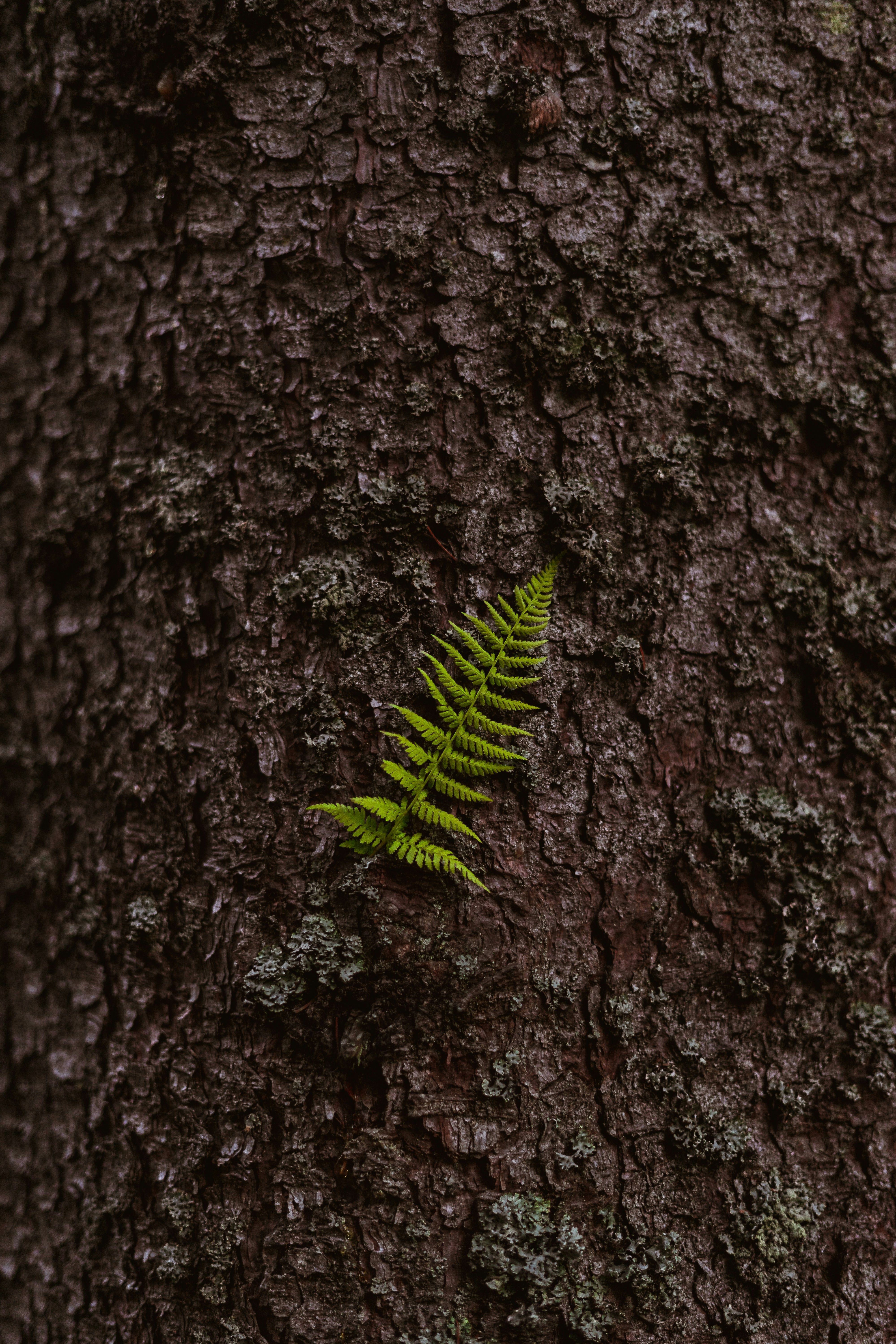 Photo by virussinside