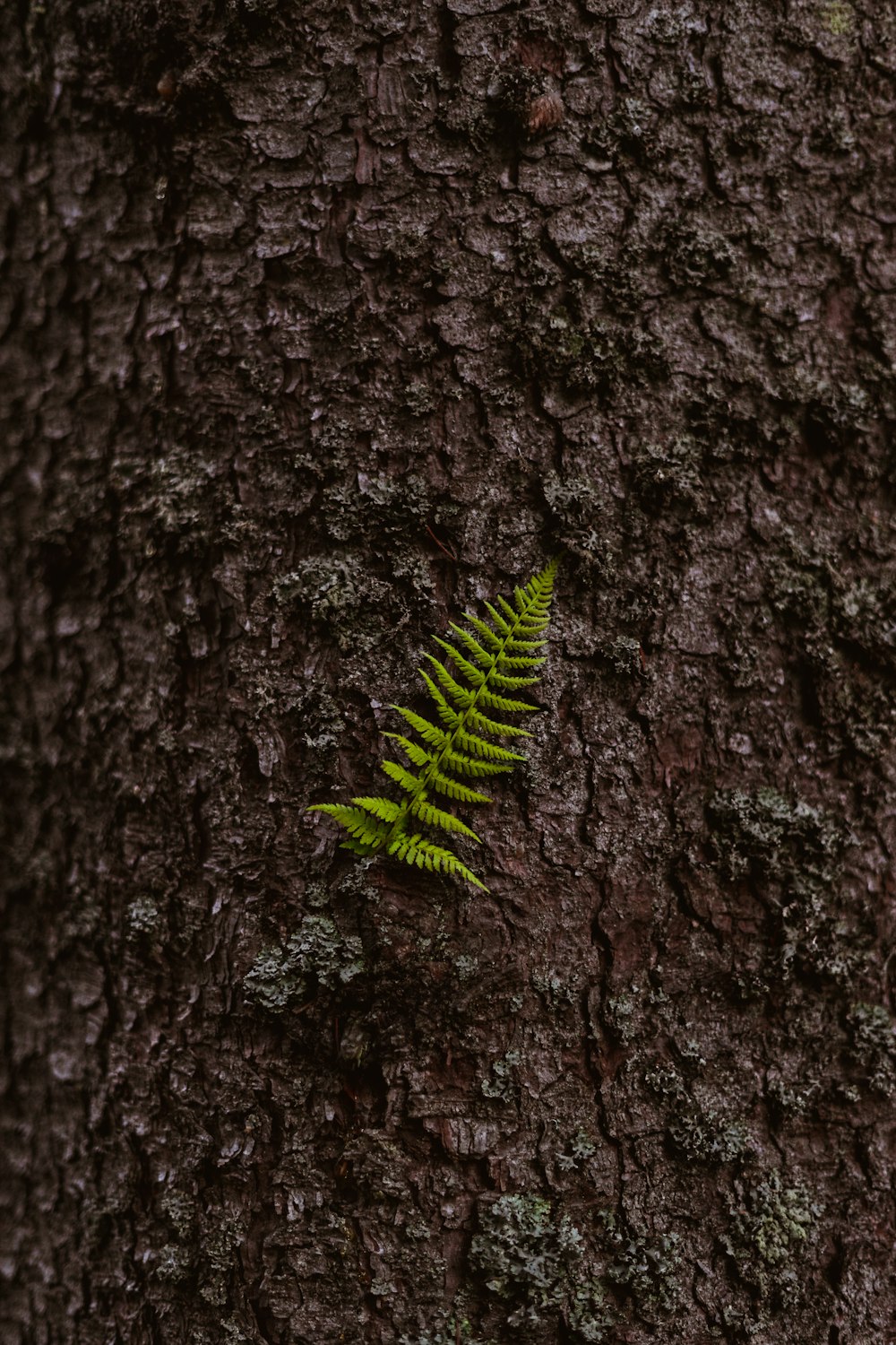 Planta de helecho verde en tronco de árbol marrón