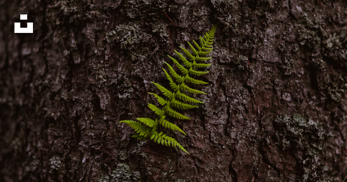 Fifern Tree Green fern plant on brown tree trunk - Free Photo on Unsplash
