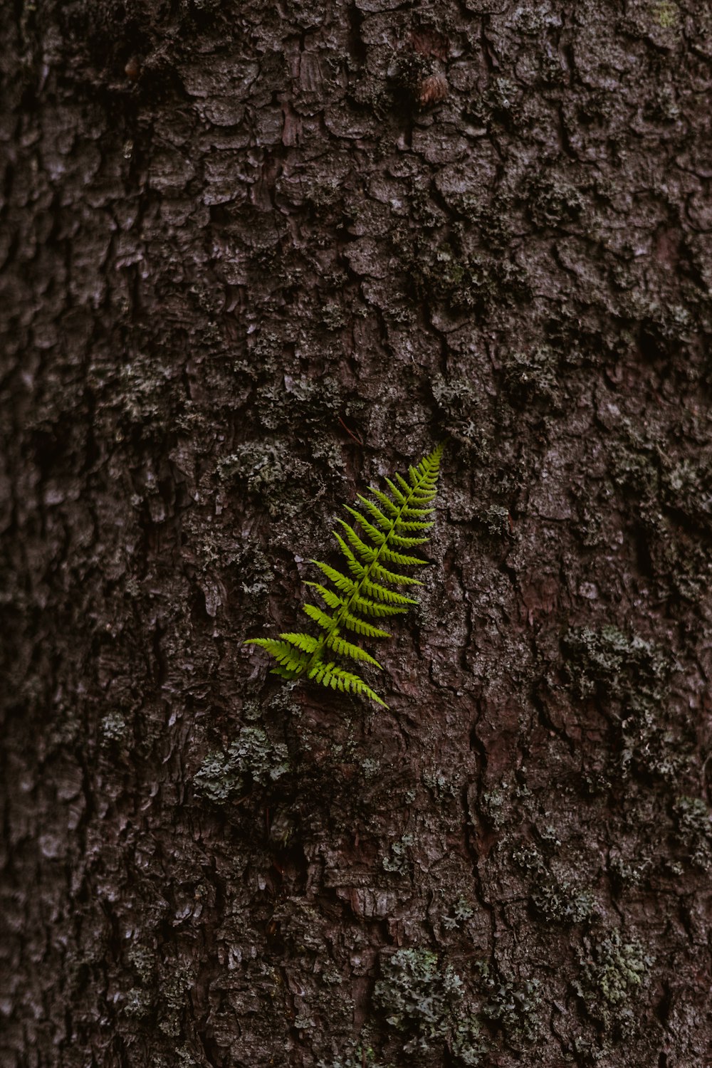 green fern plant on brown tree trunk