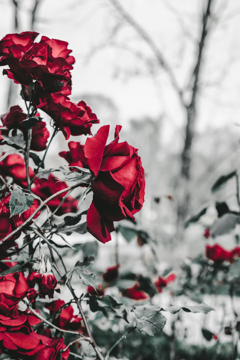 a bunch of red roses that are on a tree