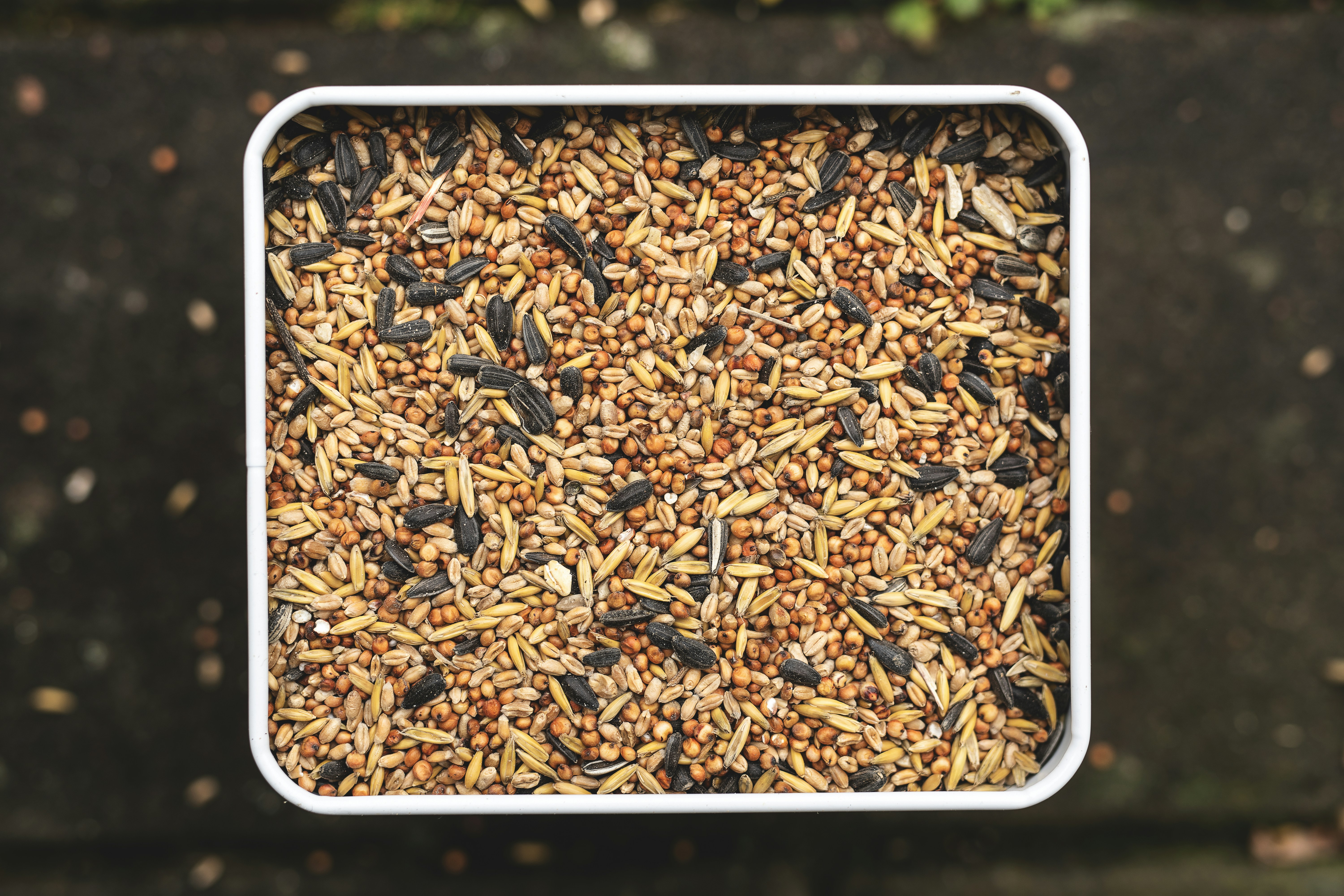brown dried leaves on white rectangular container