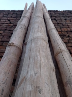 Several large bamboo poles are stacked vertically against a weathered brick wall, viewed from a low angle.