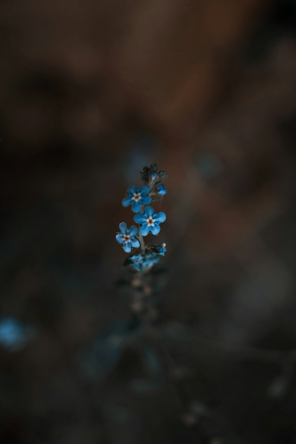 blue and white flower in tilt shift lens