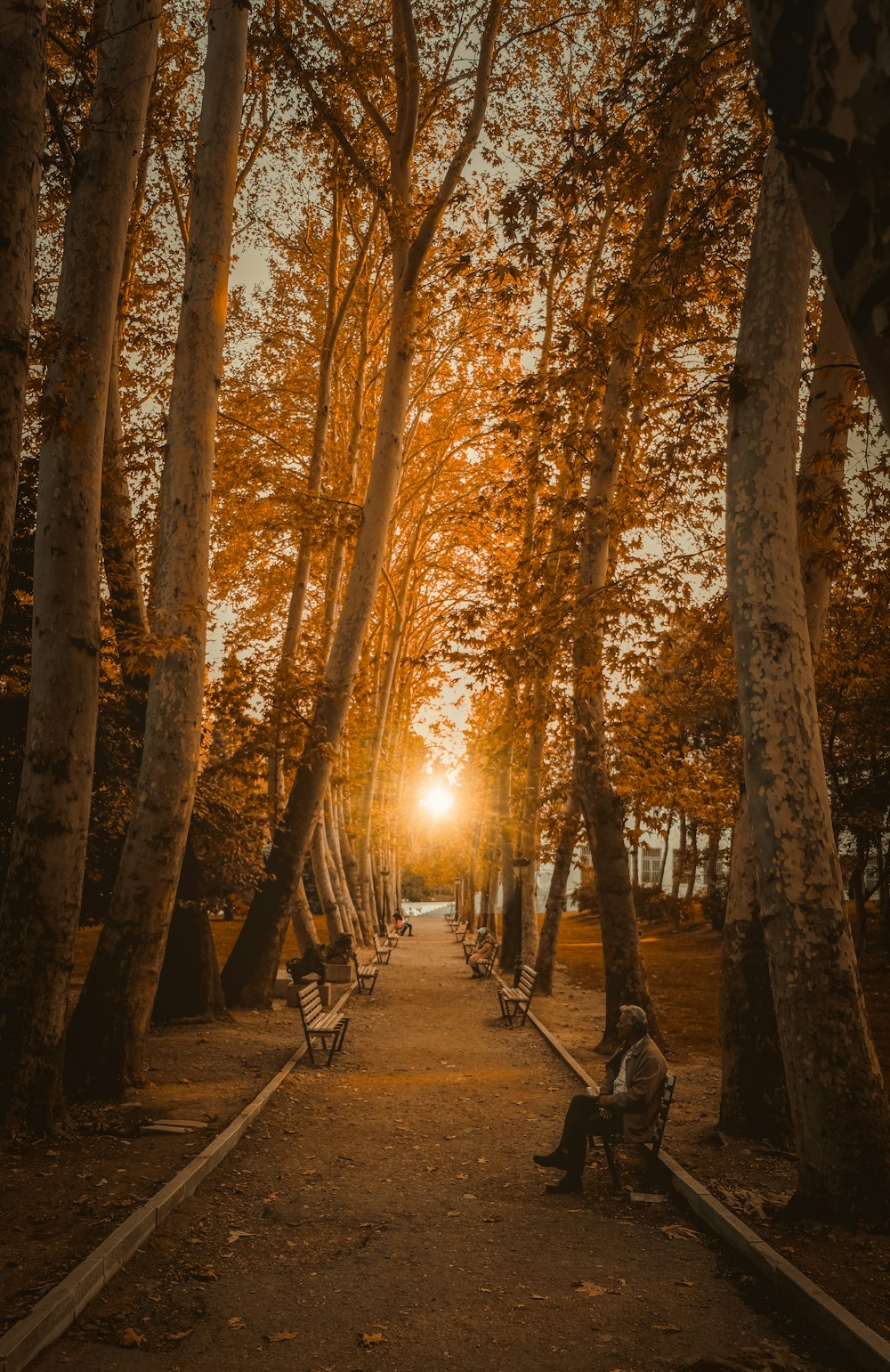 people walking on pathway between trees during daytime