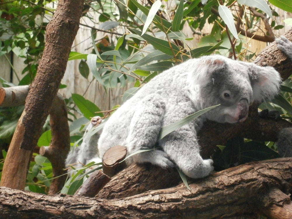 Oso koala en la rama marrón de un árbol durante el día