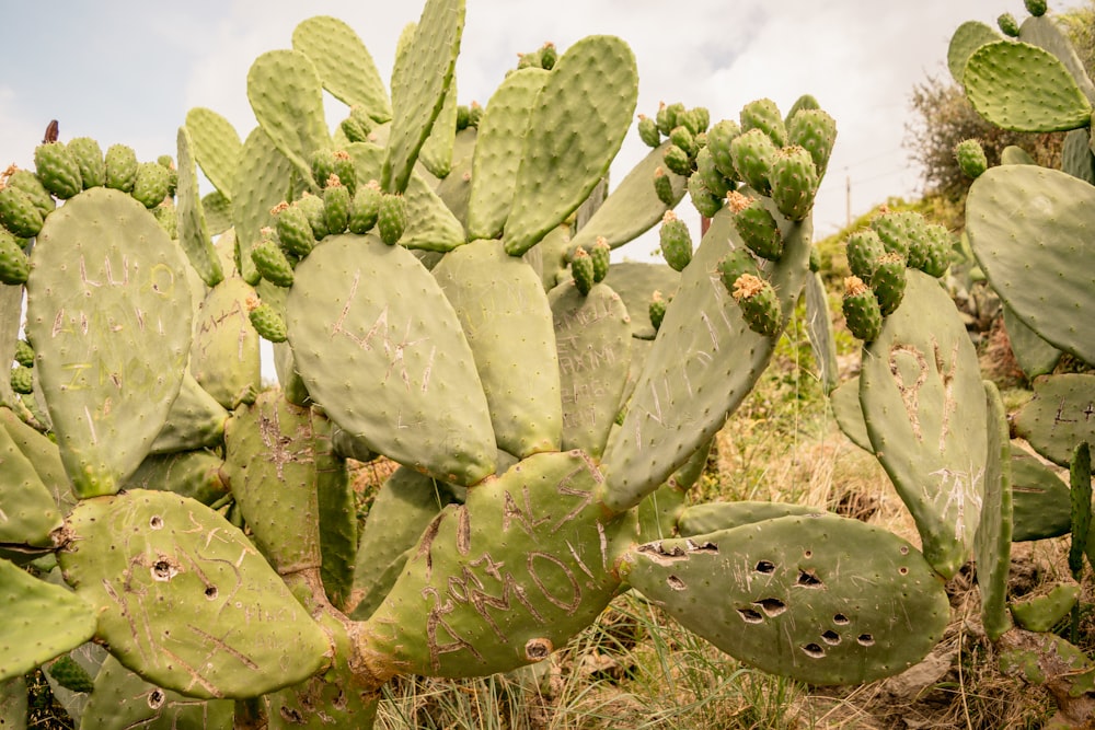 green cactus plants on brown soil