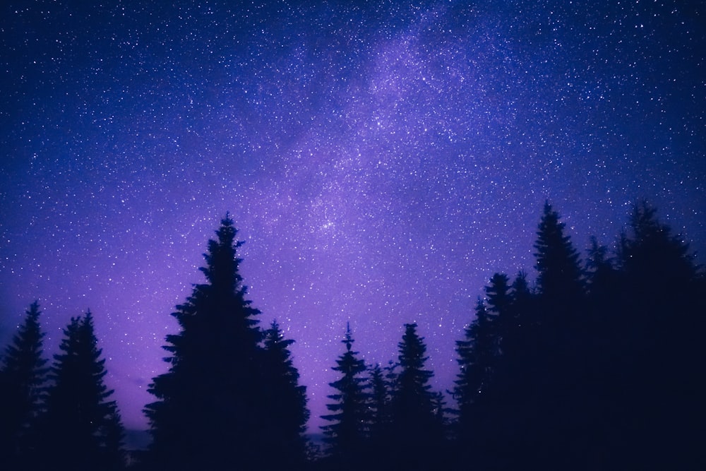silhouette d’arbres sous le ciel bleu pendant la nuit