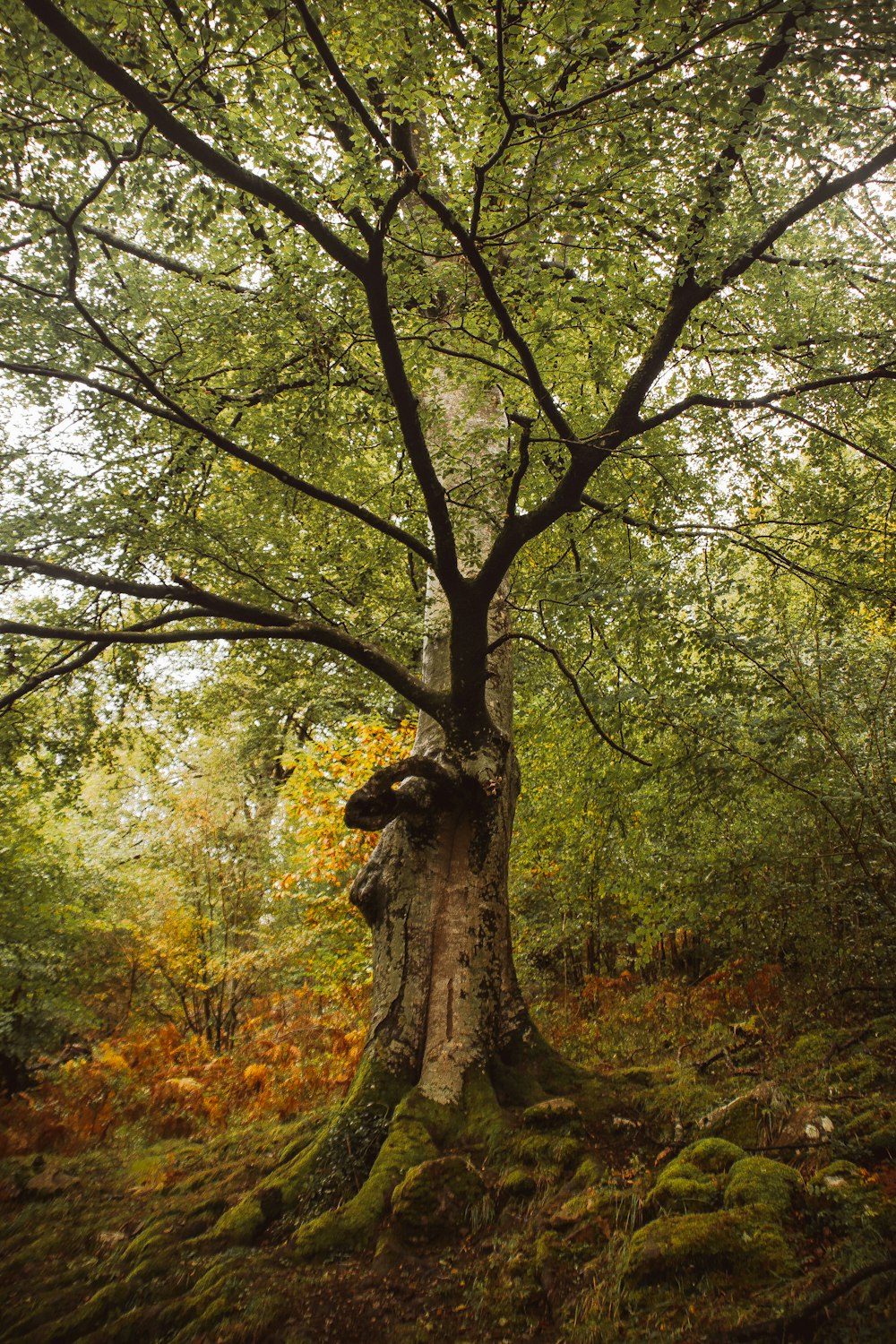 green and brown trees during daytime