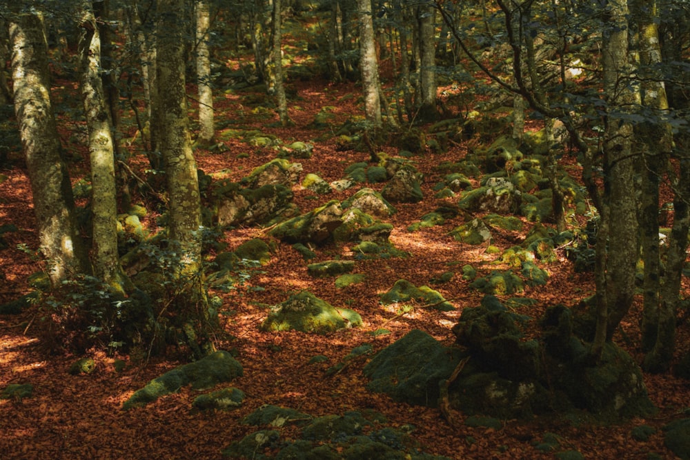 árvores marrons e verdes durante o dia