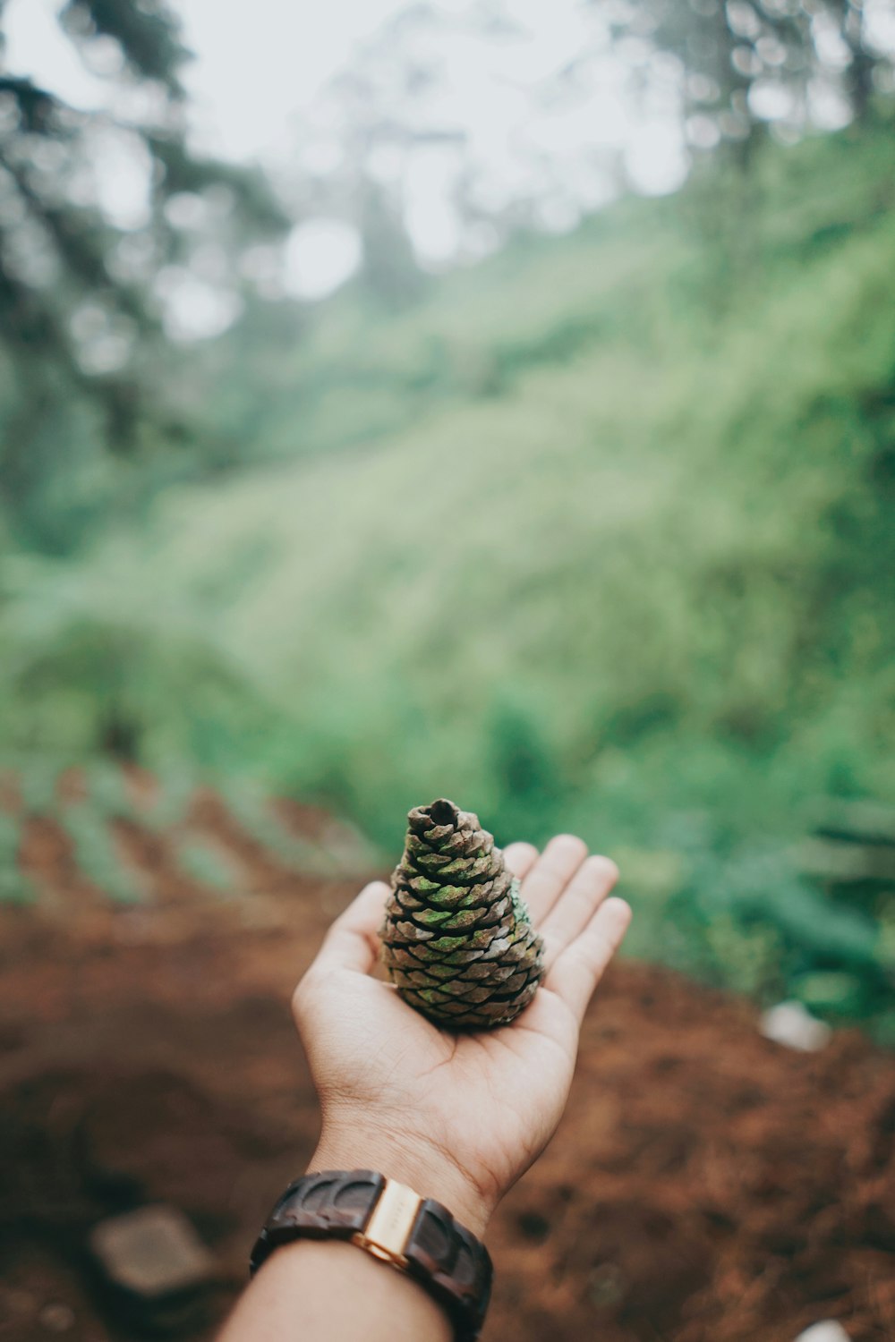 person holding pine cone during daytime