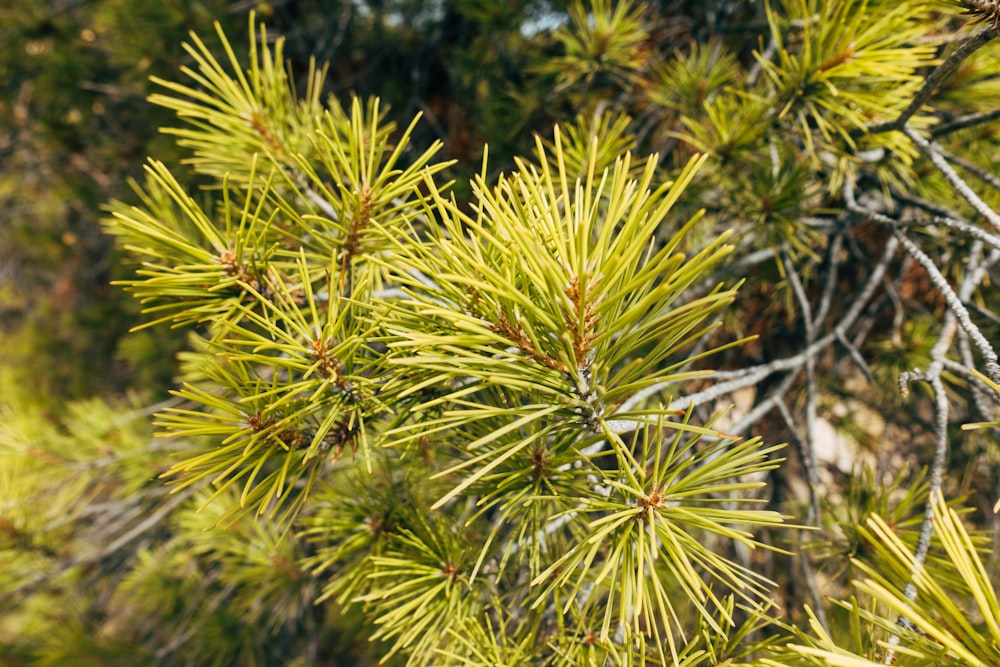 green plant in close up photography