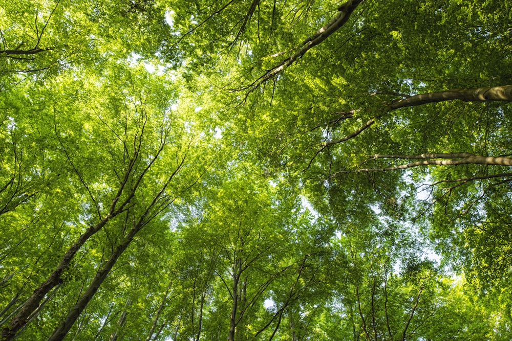 green leaf trees during daytime