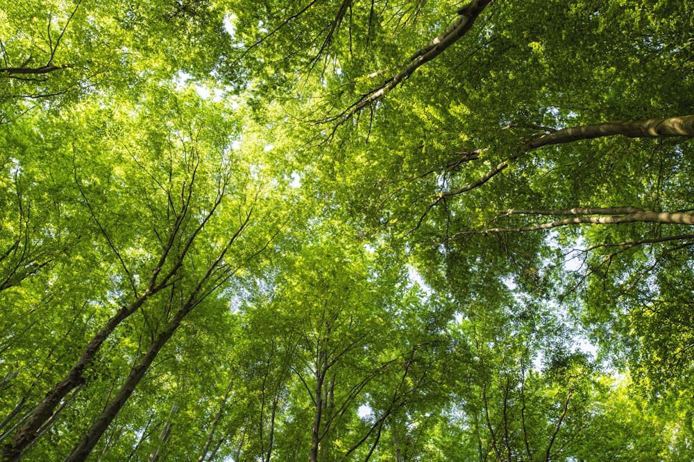 arbres à feuilles vertes pendant la journée