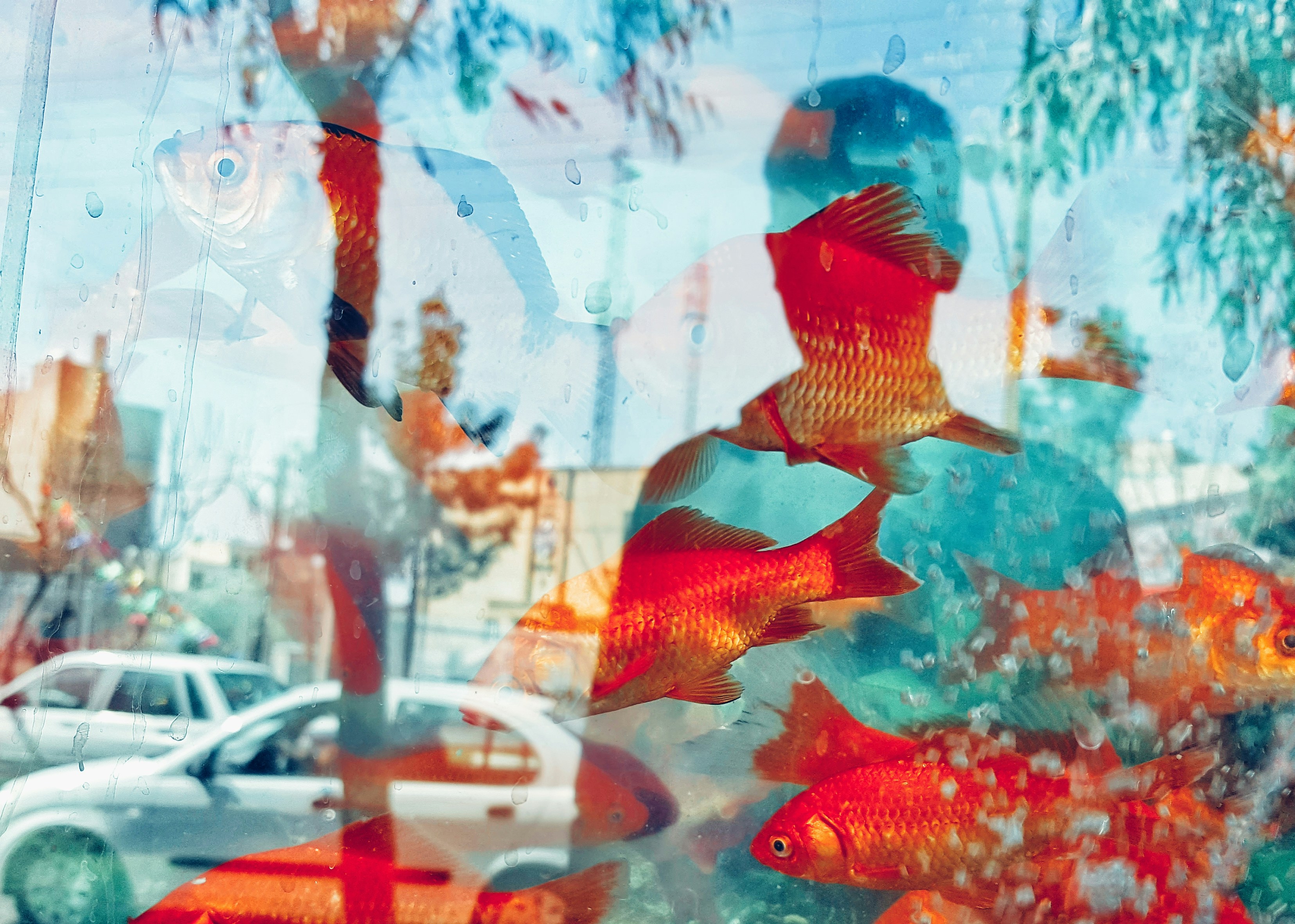 蓋斑鬥魚怕冷嗎？來看看他可以適應的溫度