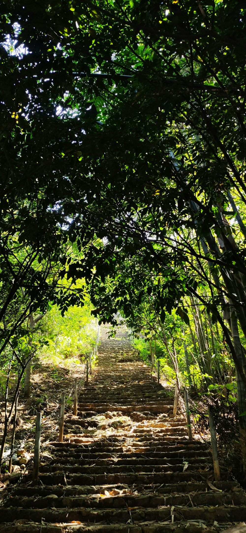 green trees on brown soil