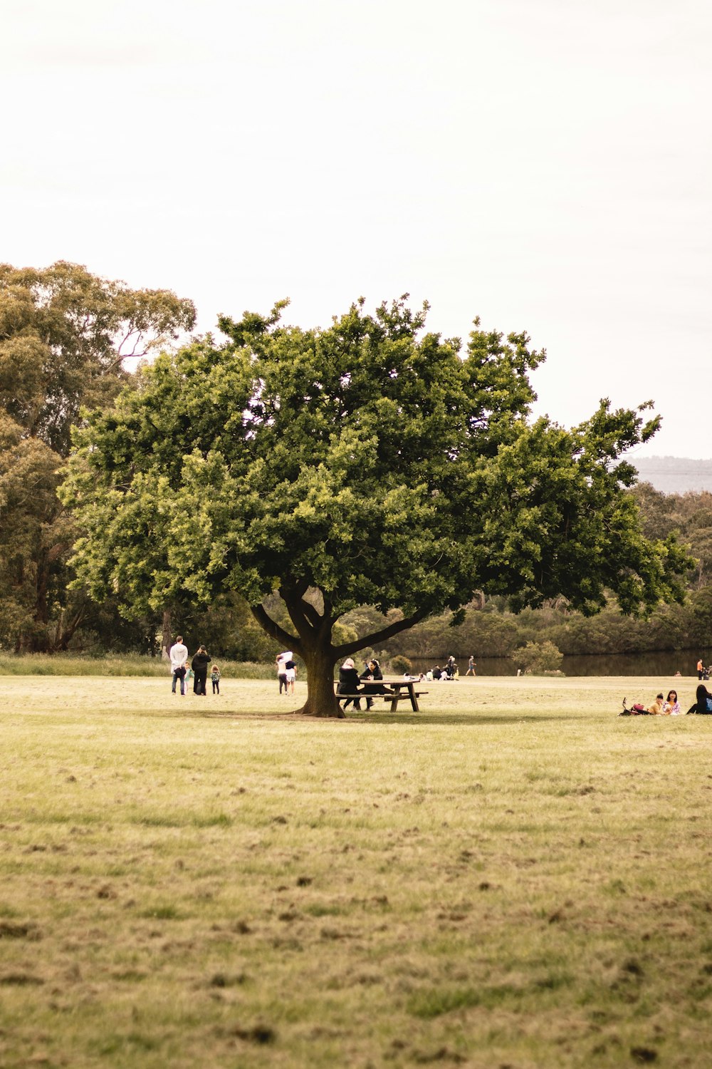 people walking on green grass field near green trees during daytime