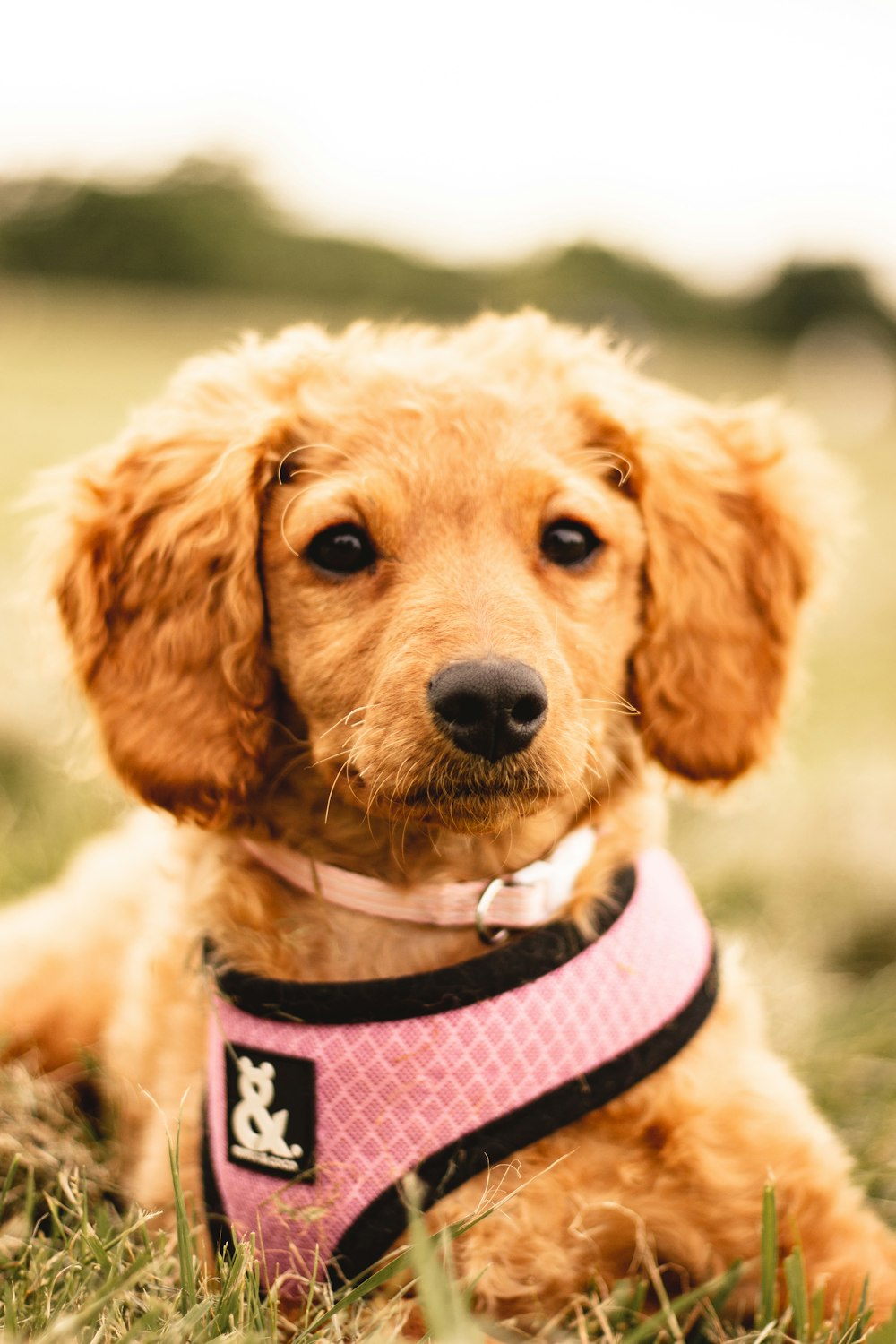 brown short coated dog wearing pink and black shirt