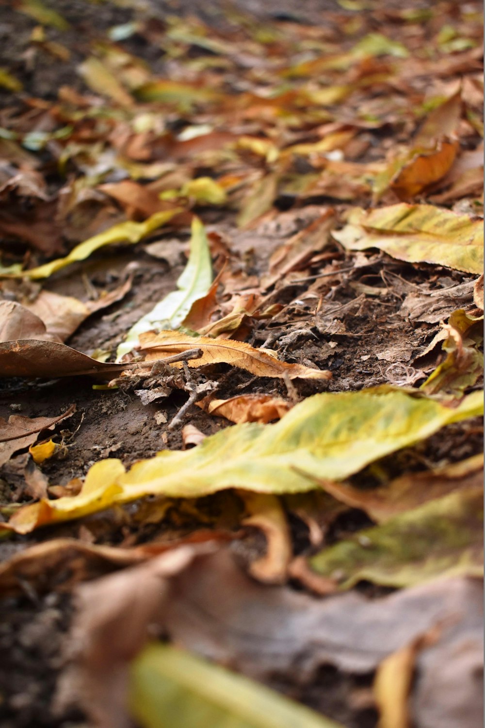 green and brown leaves on ground