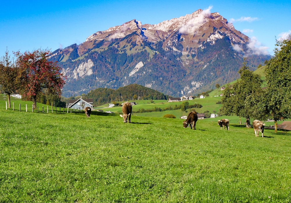 horses on green grass field near mountain during daytime