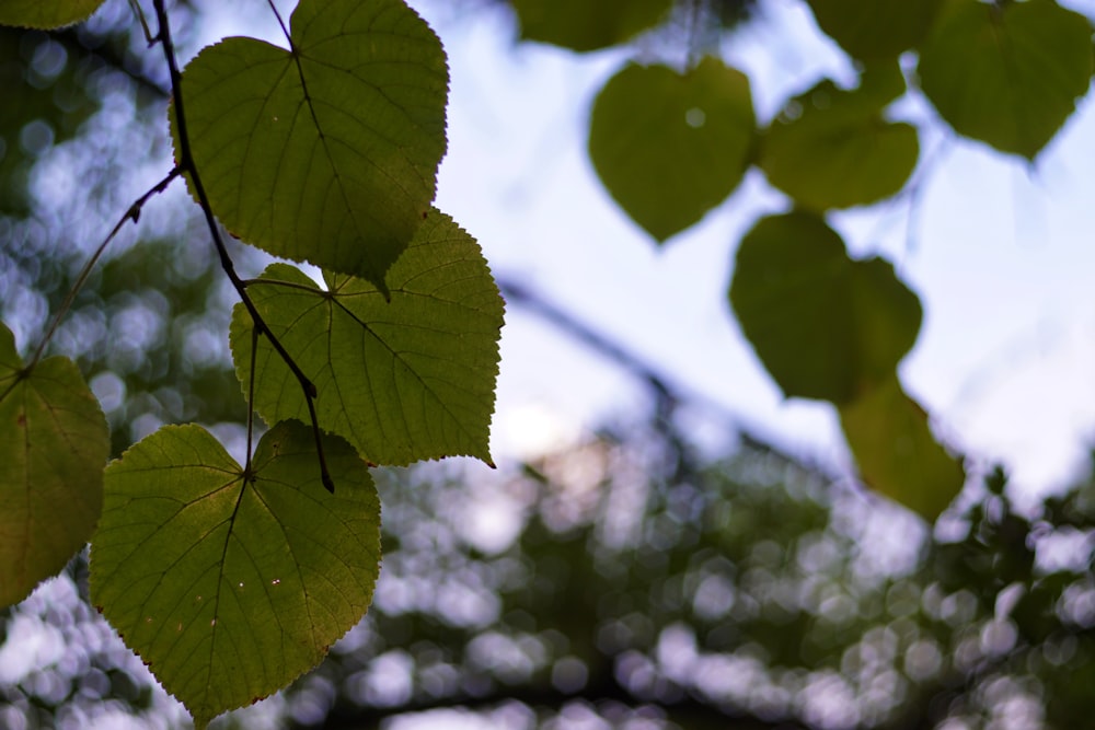 green leaves in tilt shift lens