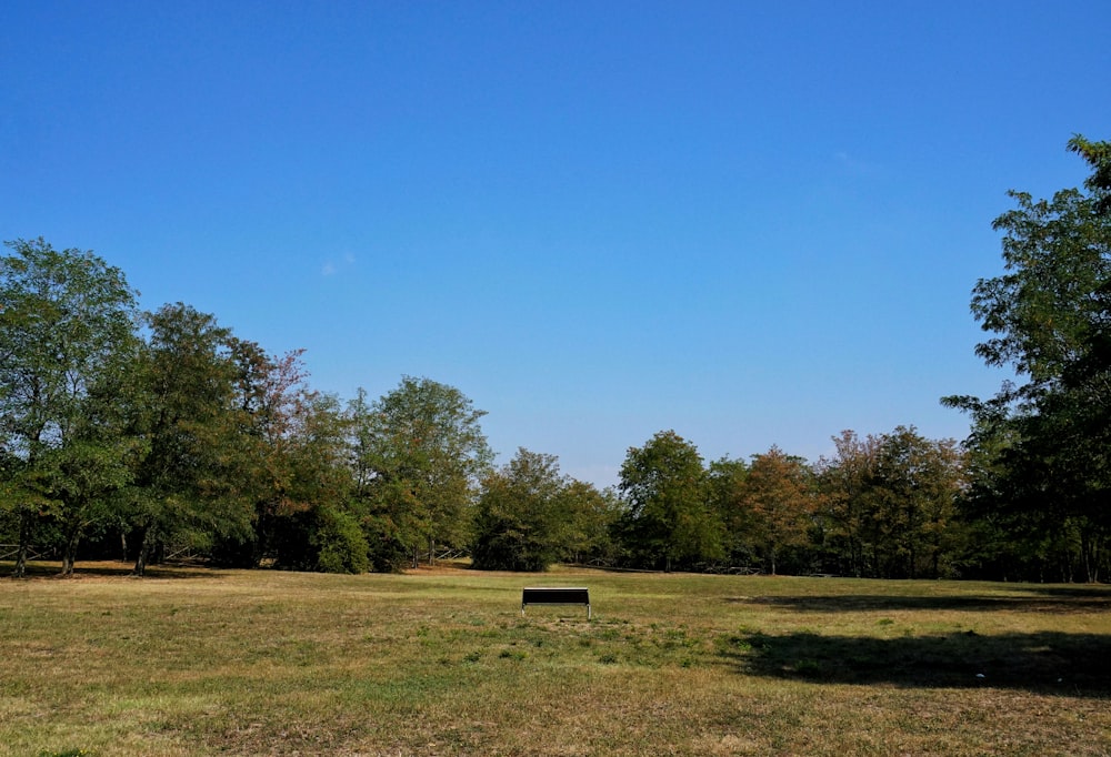 arbres verts sur le champ d’herbe verte sous le ciel bleu pendant la journée