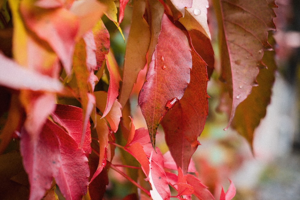 red and white leaves in macro lens