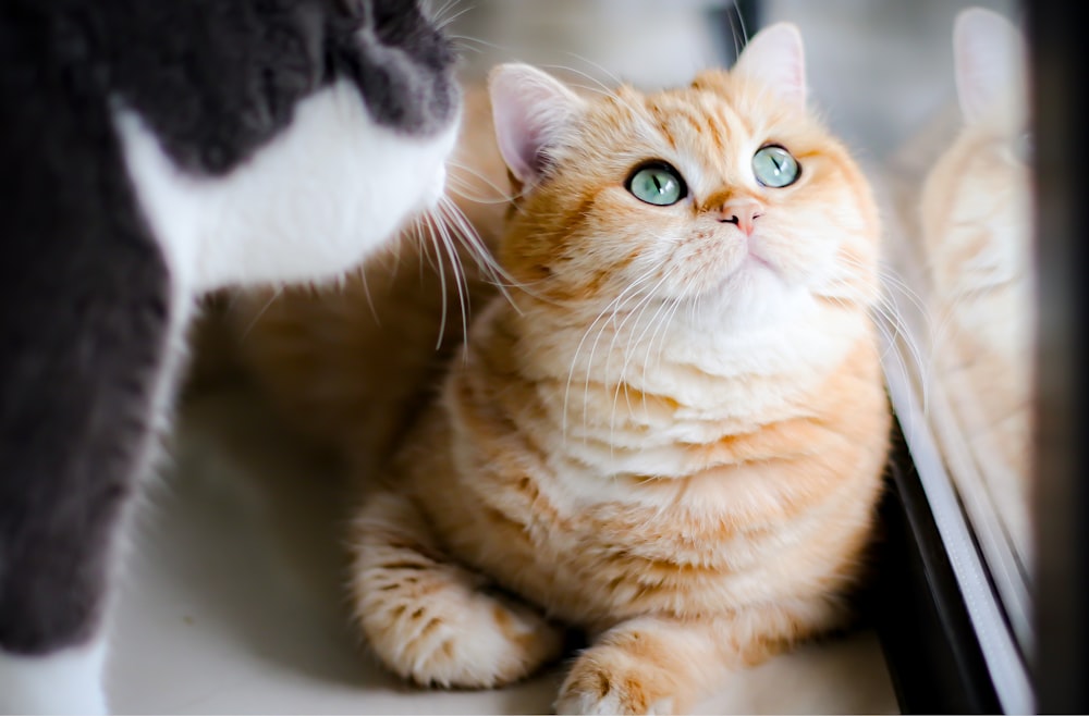 orange tabby cat on white ceramic bathtub