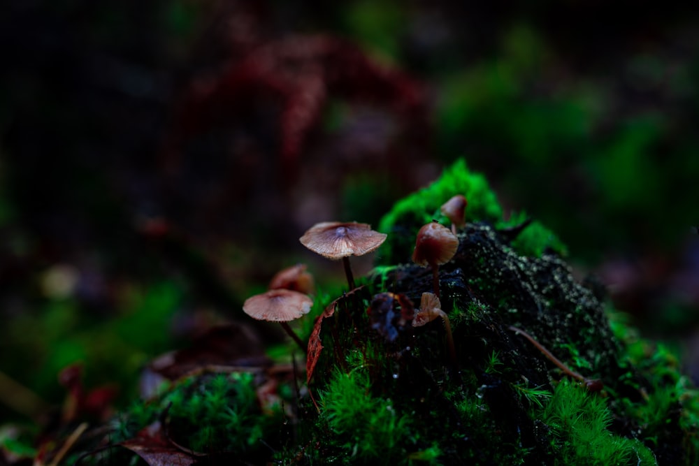 white and brown mushroom in tilt shift lens