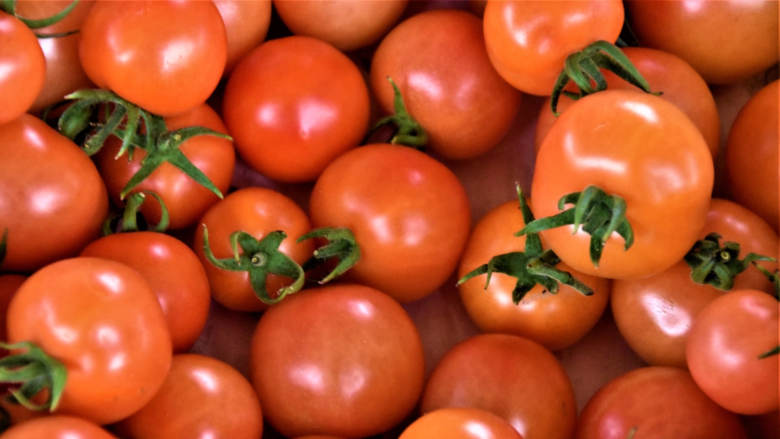 Preparing Tomato Plants for Winter