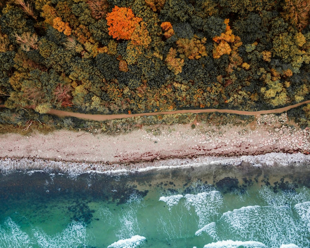 aerial view of trees and road beside body of water during daytime