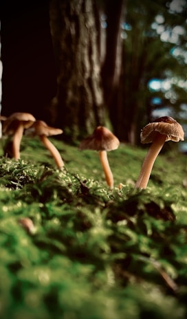 Several small mushrooms are growing among lush green moss on a forest floor. The environment is dimly lit, with tree trunks visible in the background, creating a serene and natural setting.