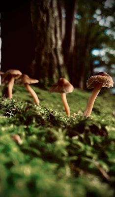Several small mushrooms are growing among lush green moss on a forest floor. The environment is dimly lit, with tree trunks visible in the background, creating a serene and natural setting.