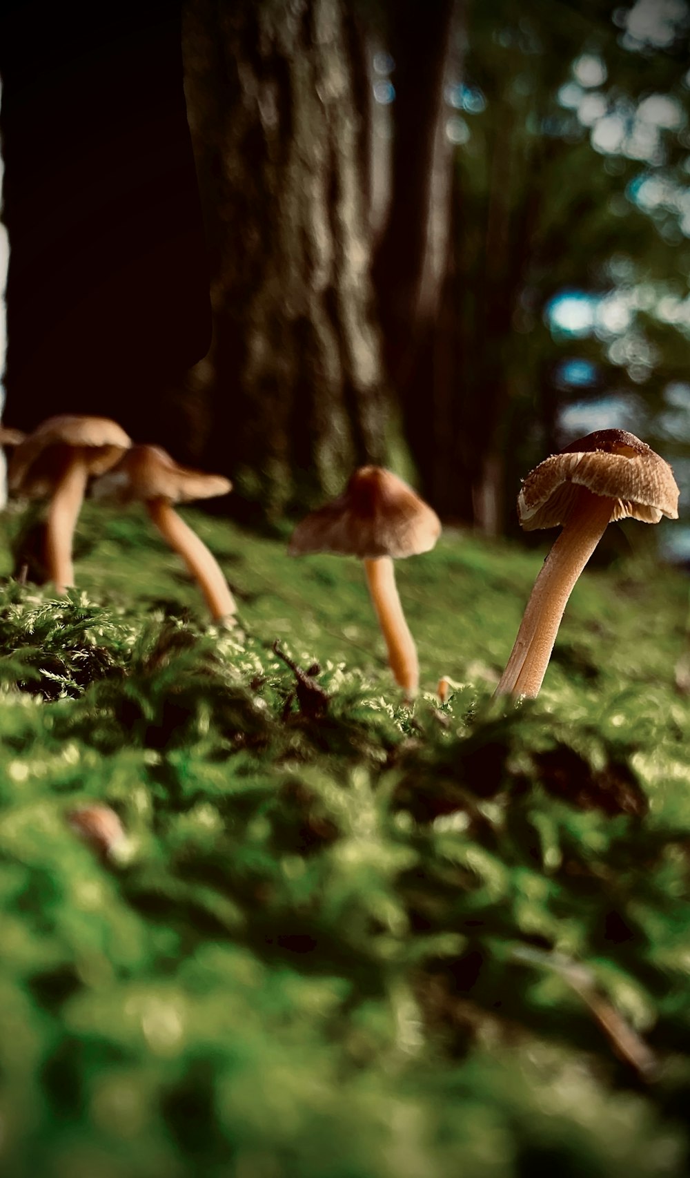 brown mushrooms on green grass during daytime