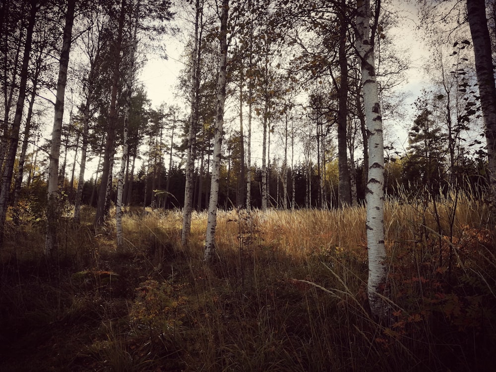 green grass field and trees