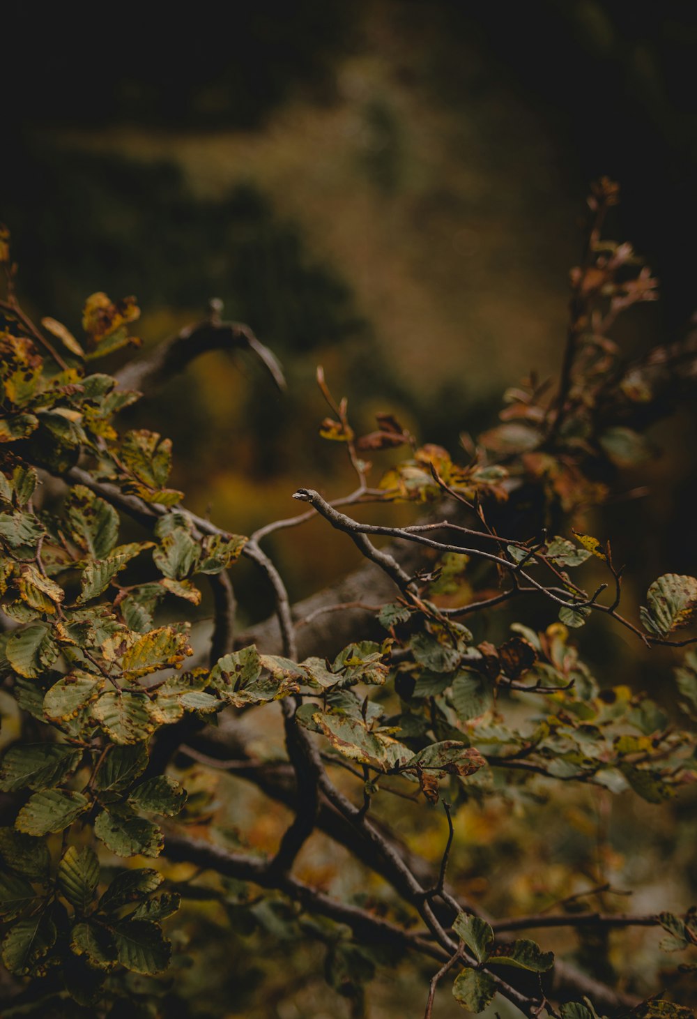 folhas marrons e verdes na lente tilt shift