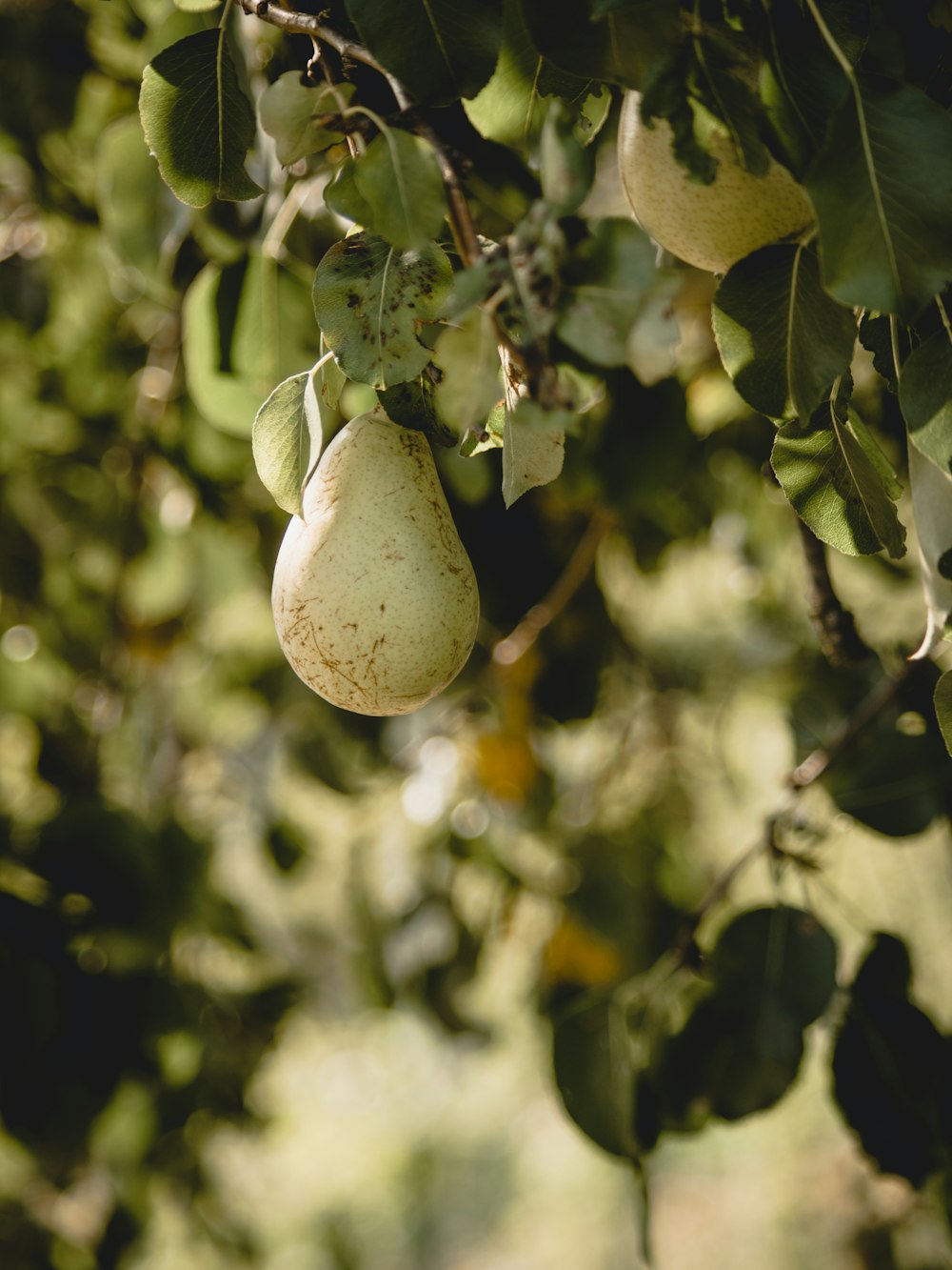 fruta verde e marrom em fotografia de perto