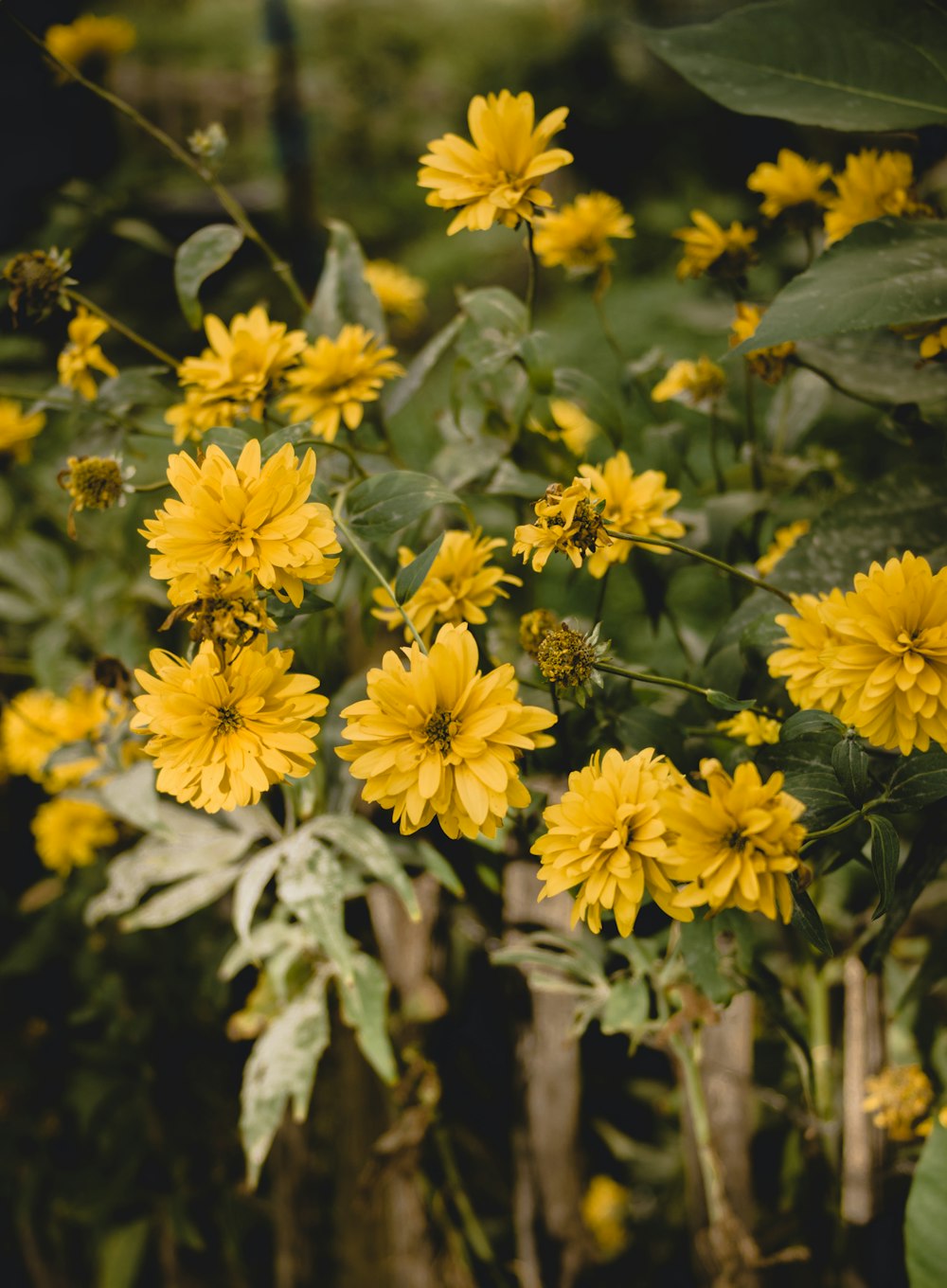 yellow flowers with green leaves