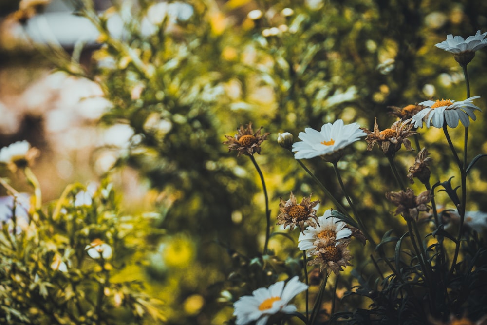 white and yellow flowers in tilt shift lens